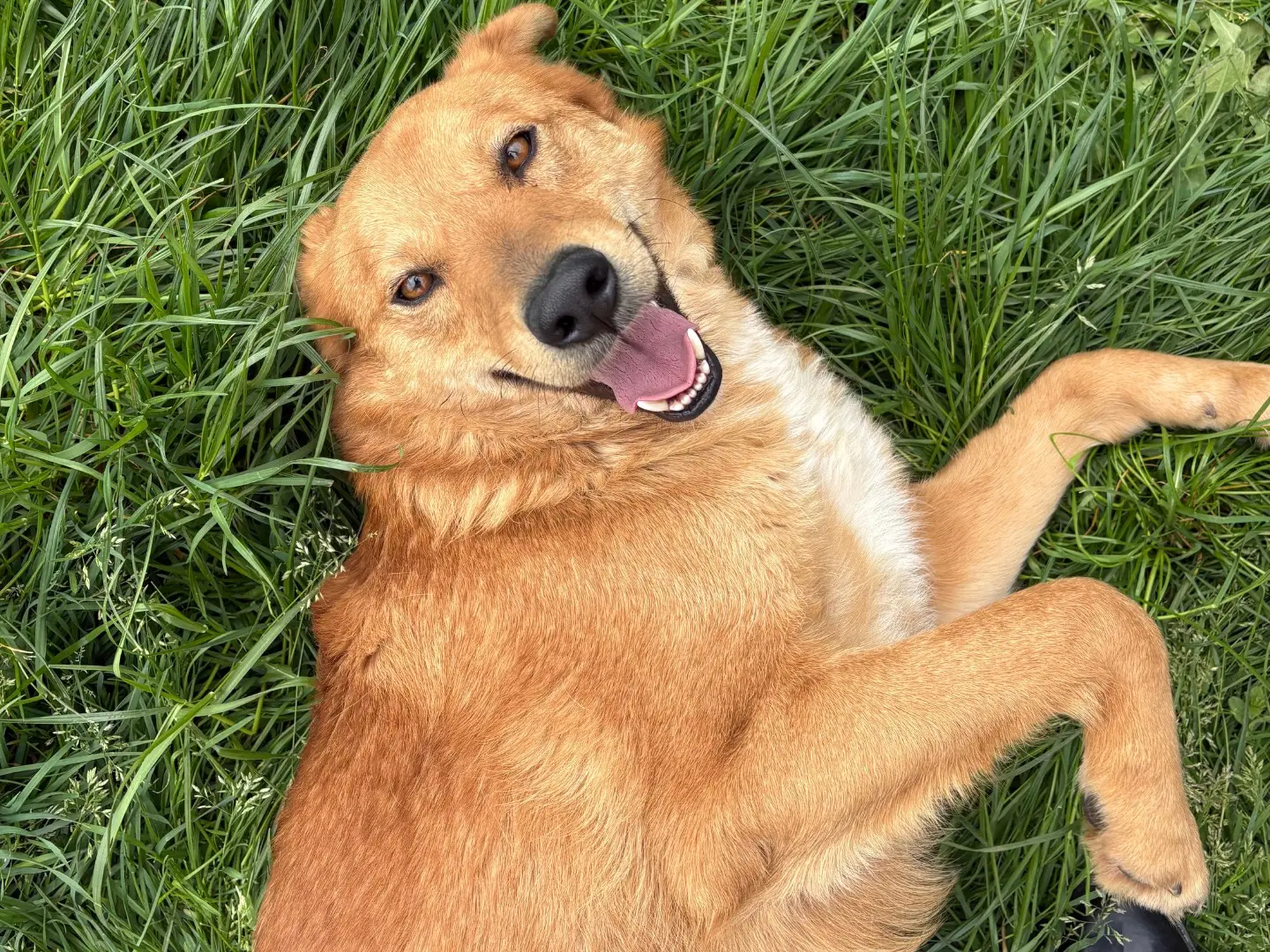 Vuoi adottare un cane a Frosinone?