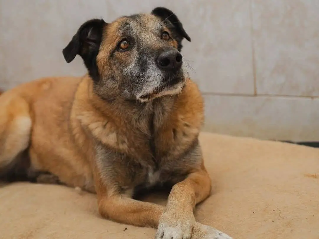 Adozione cane, maschio, Razza sconosciuta Razza sconosciuta, 11 anni, taglia media, Caserta