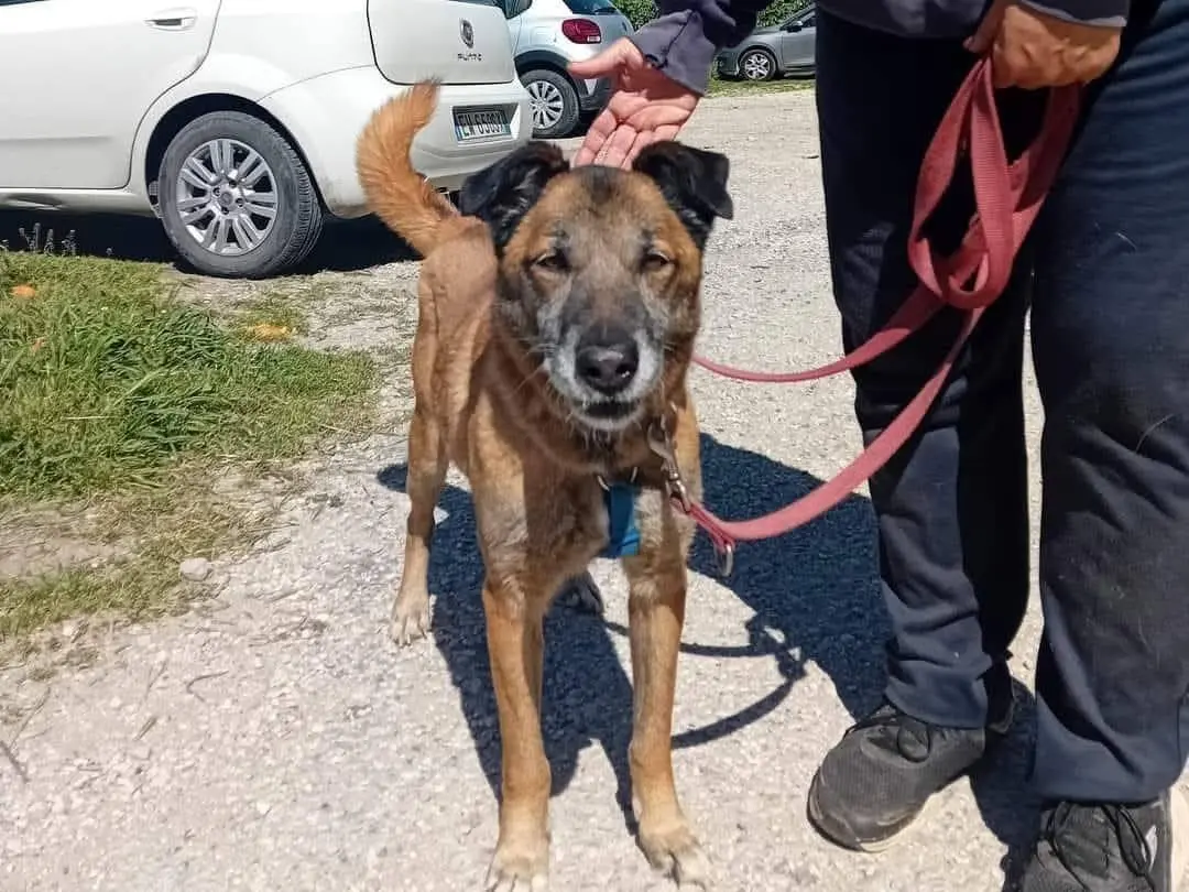 Adotta un cane, maschio, 11 anni, Caserta