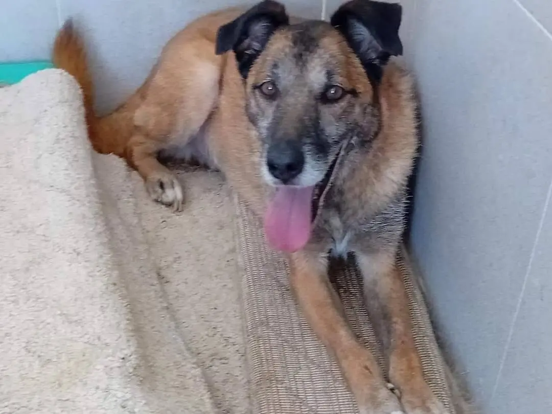 Vuoi adottare un cane a Caserta?
