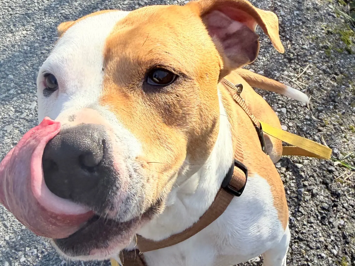 Vuoi adottare un cane a Savona?