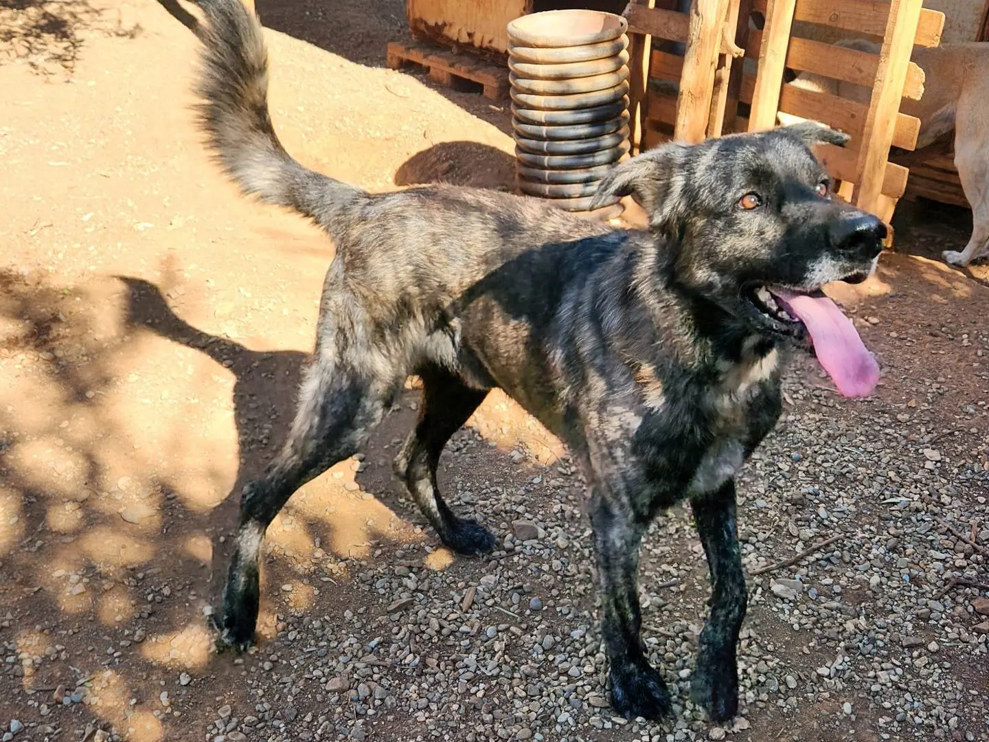 Vuoi adottare un cane a Cosenza?