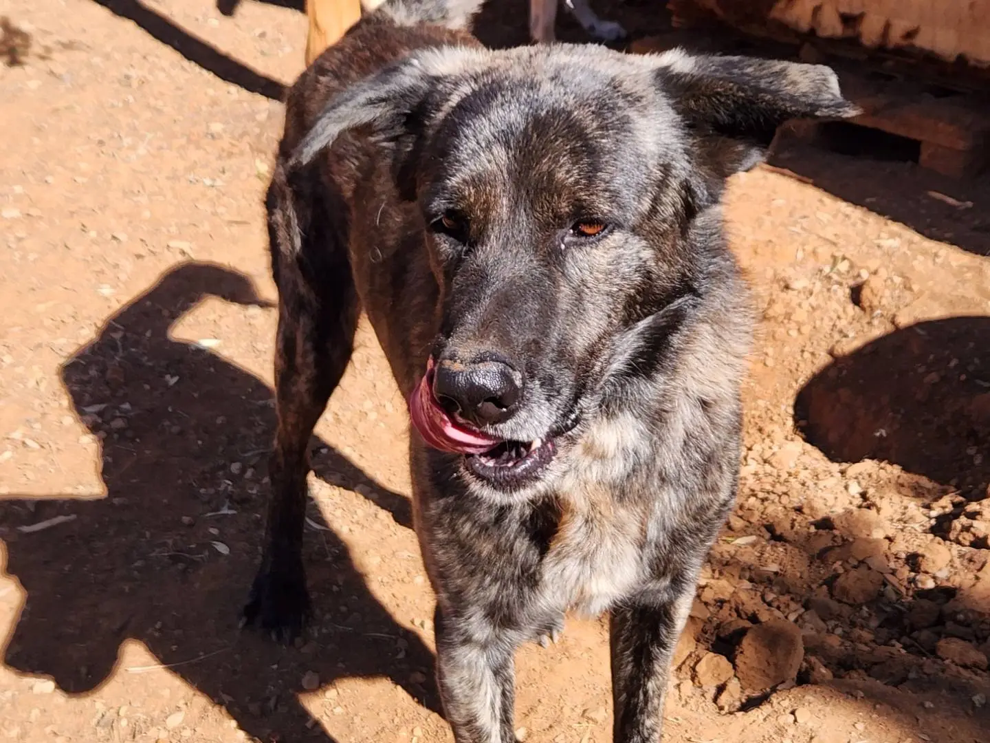 Adotta un cane, taglia grande, maschio, Cosenza