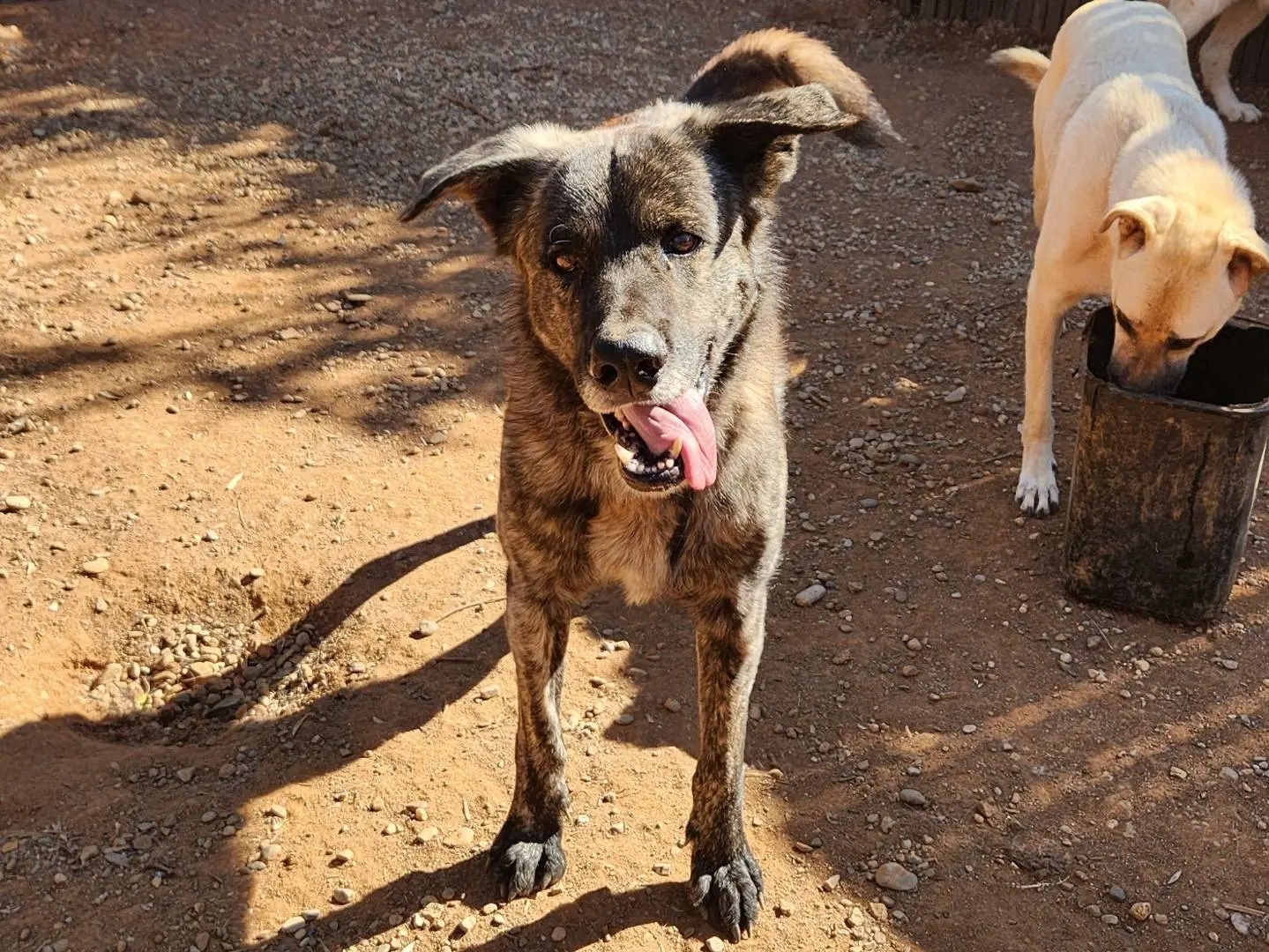Adozione cane, maschio, Corso Razza sconosciuta, 4 anni e 6 mesi, taglia grande, Cosenza