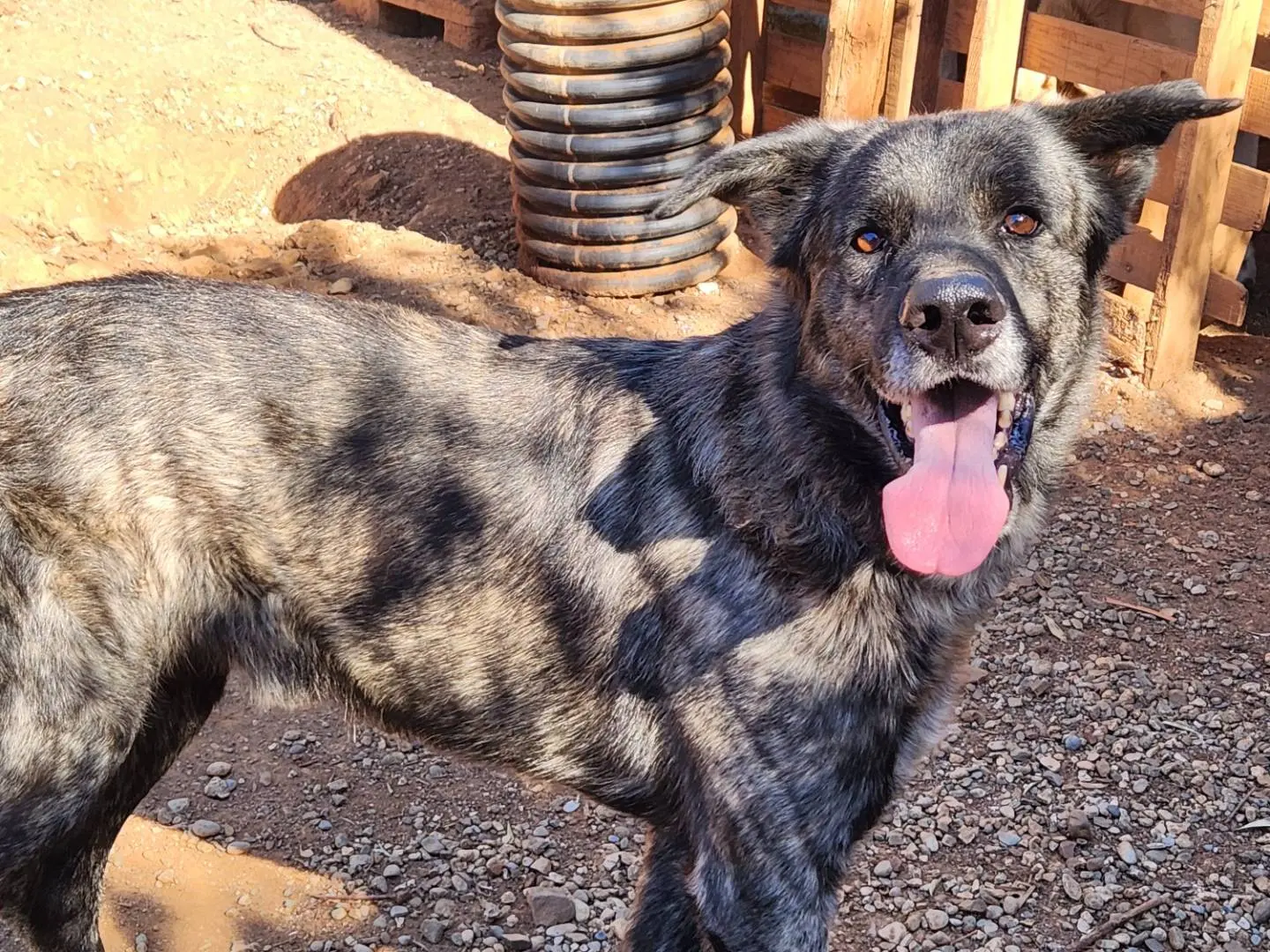 Adotta un cane, maschio, 4 anni e 6 mesi, Cosenza