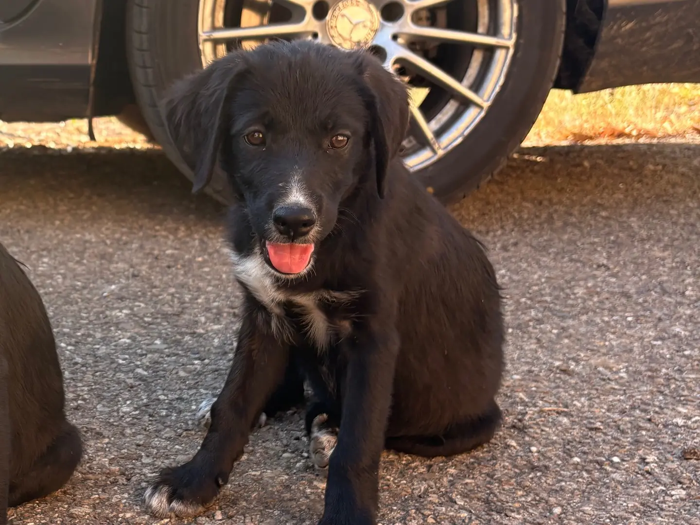 Adotta un cane, femmina, 4 mesi, Enna