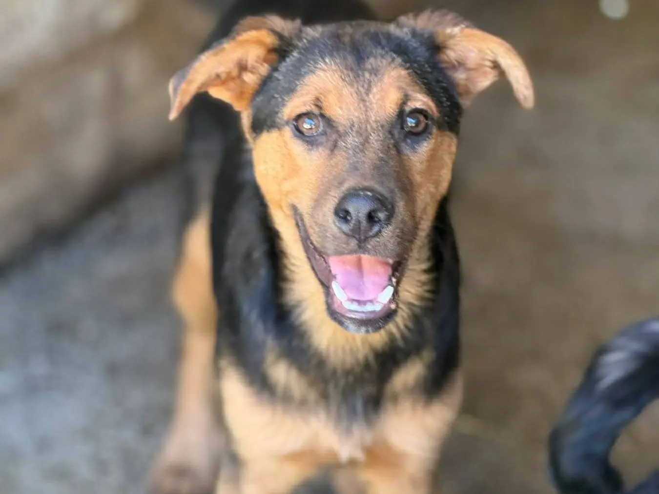 Adotta un cane, taglia media, maschio, Firenze