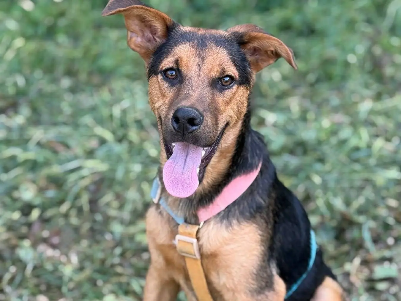 Adozione cane, maschio, Pastore tedesco Razza sconosciuta, 7 mesi, taglia media, Firenze