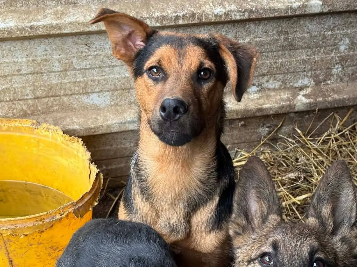 Adotta il cane DARIUS a Firenze