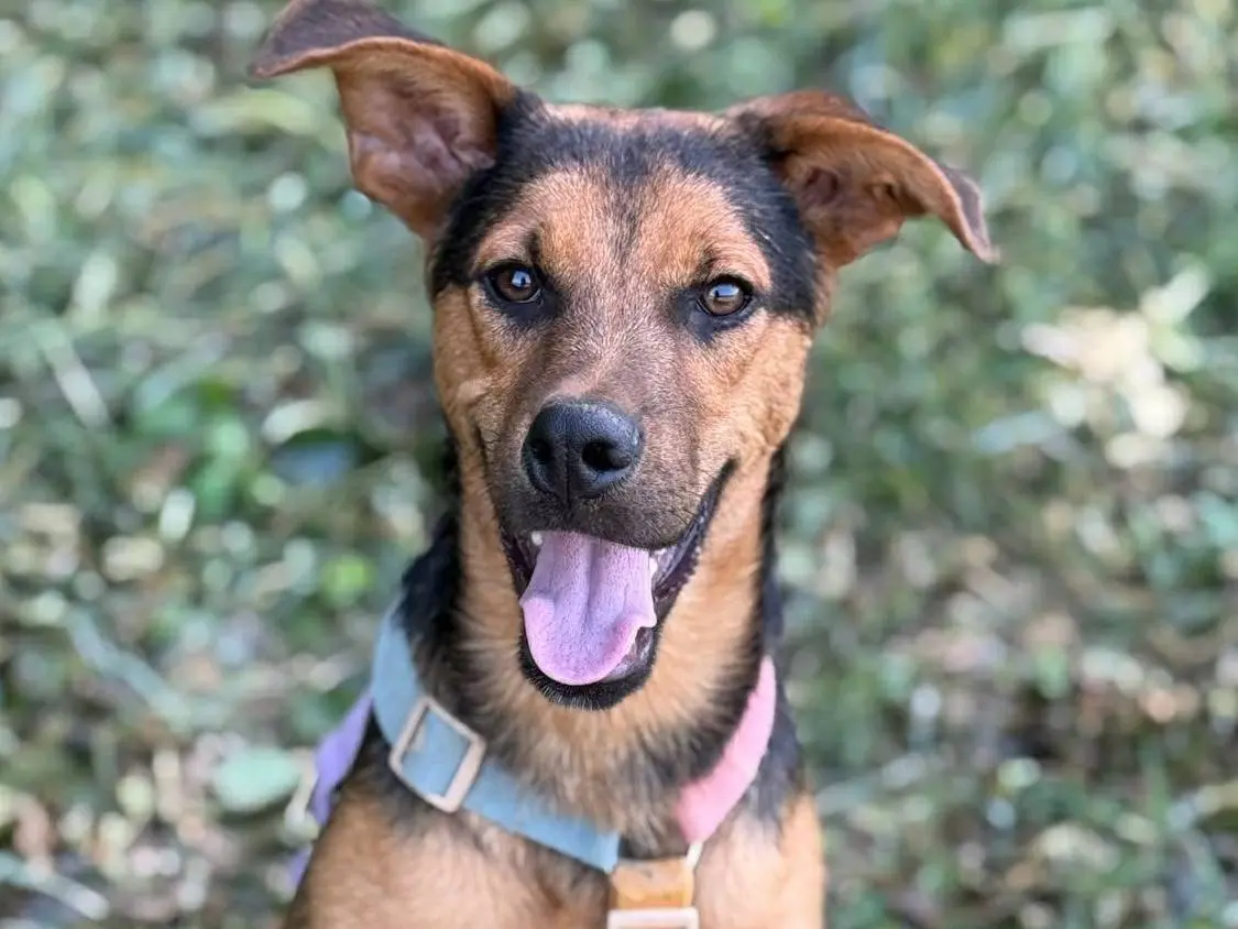 Adotta un cane, maschio, 7 mesi, Firenze