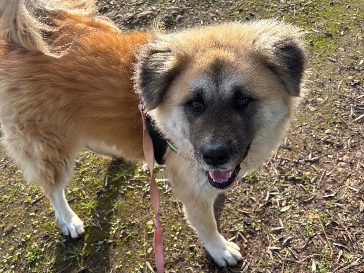 Adotta un cane, femmina, 4 anni e 4 mesi, Taranto
