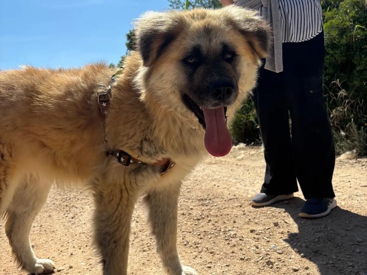 Adozione cane, femmina, Akita Razza sconosciuta, 4 anni e 4 mesi, taglia grande, Taranto