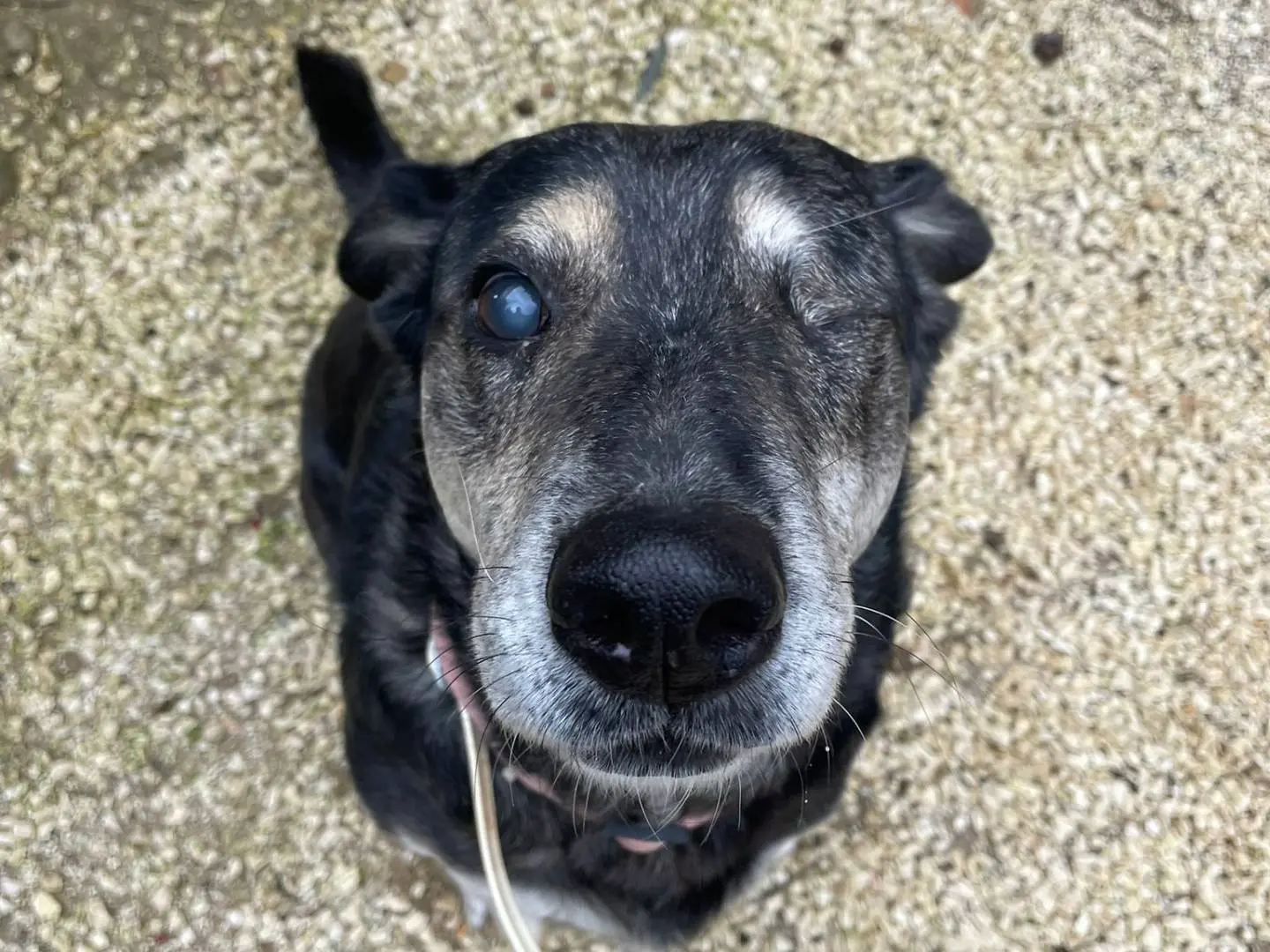 Adotta il cane Stella a Trapani