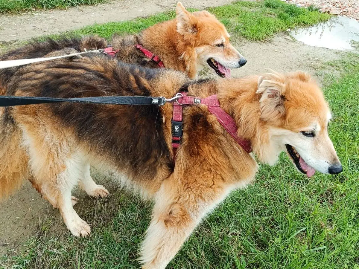Adotta un cane, femmina, 15 anni e 4 mesi, Pisa