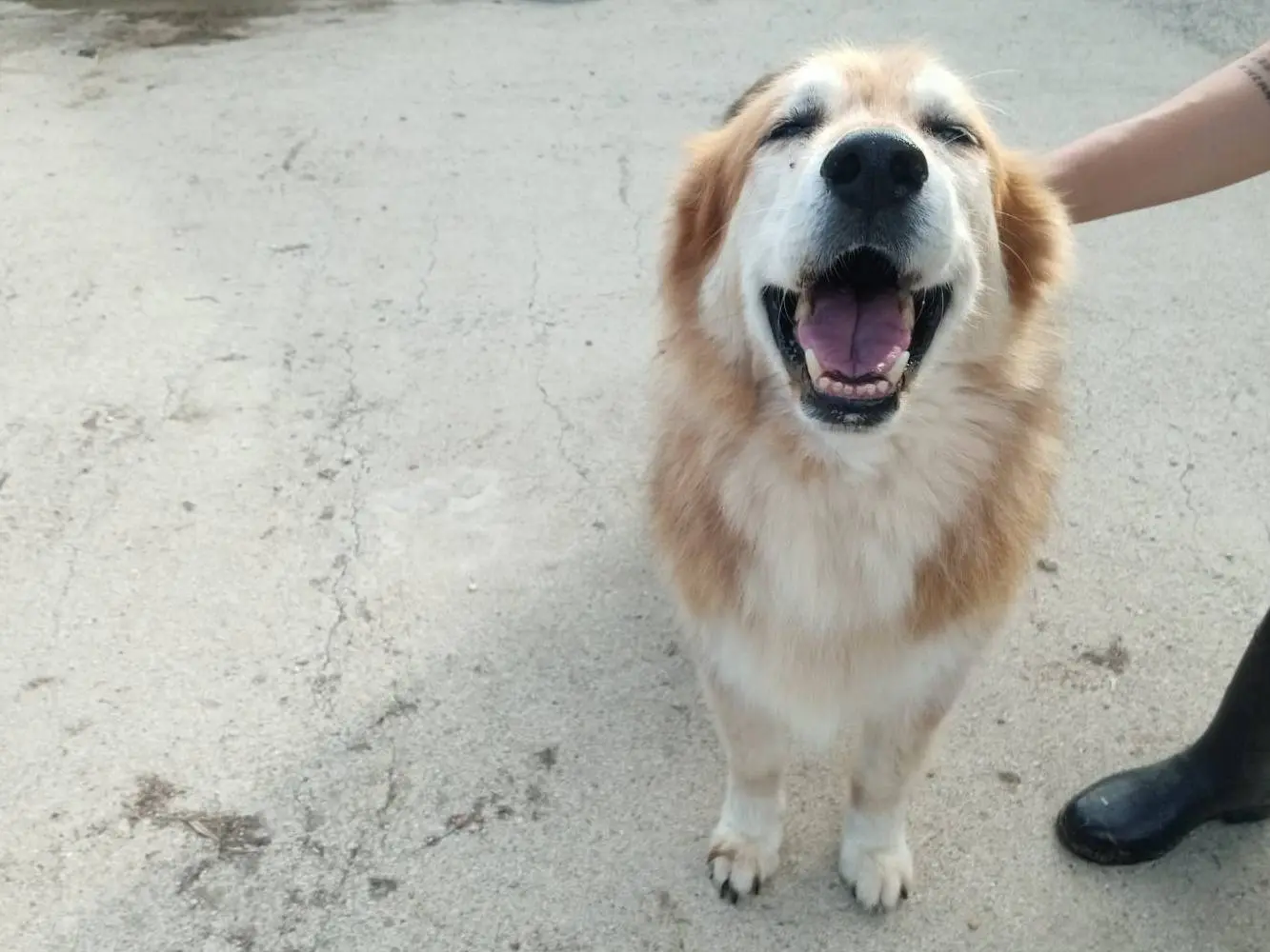 Adotta un cane, taglia media, femmina, Pisa