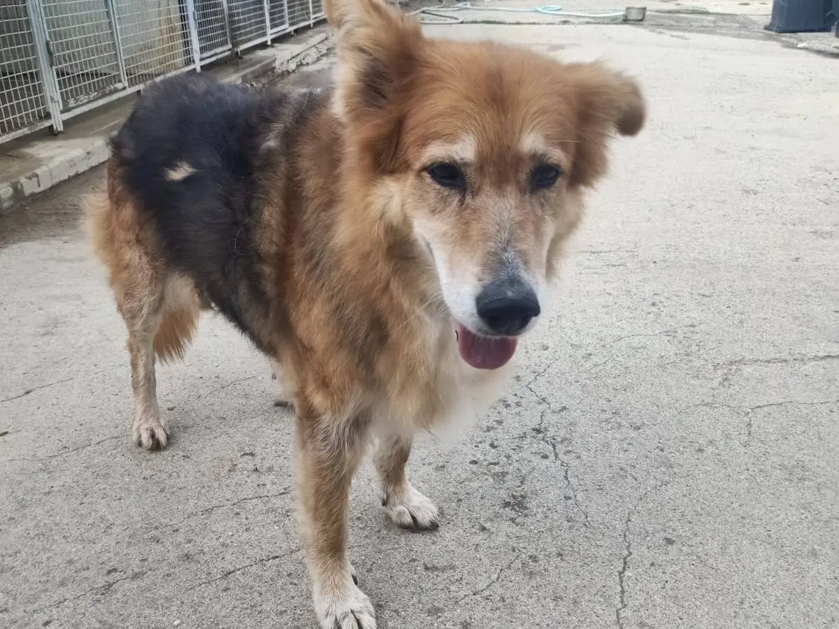 Vuoi adottare un cane a Pisa?