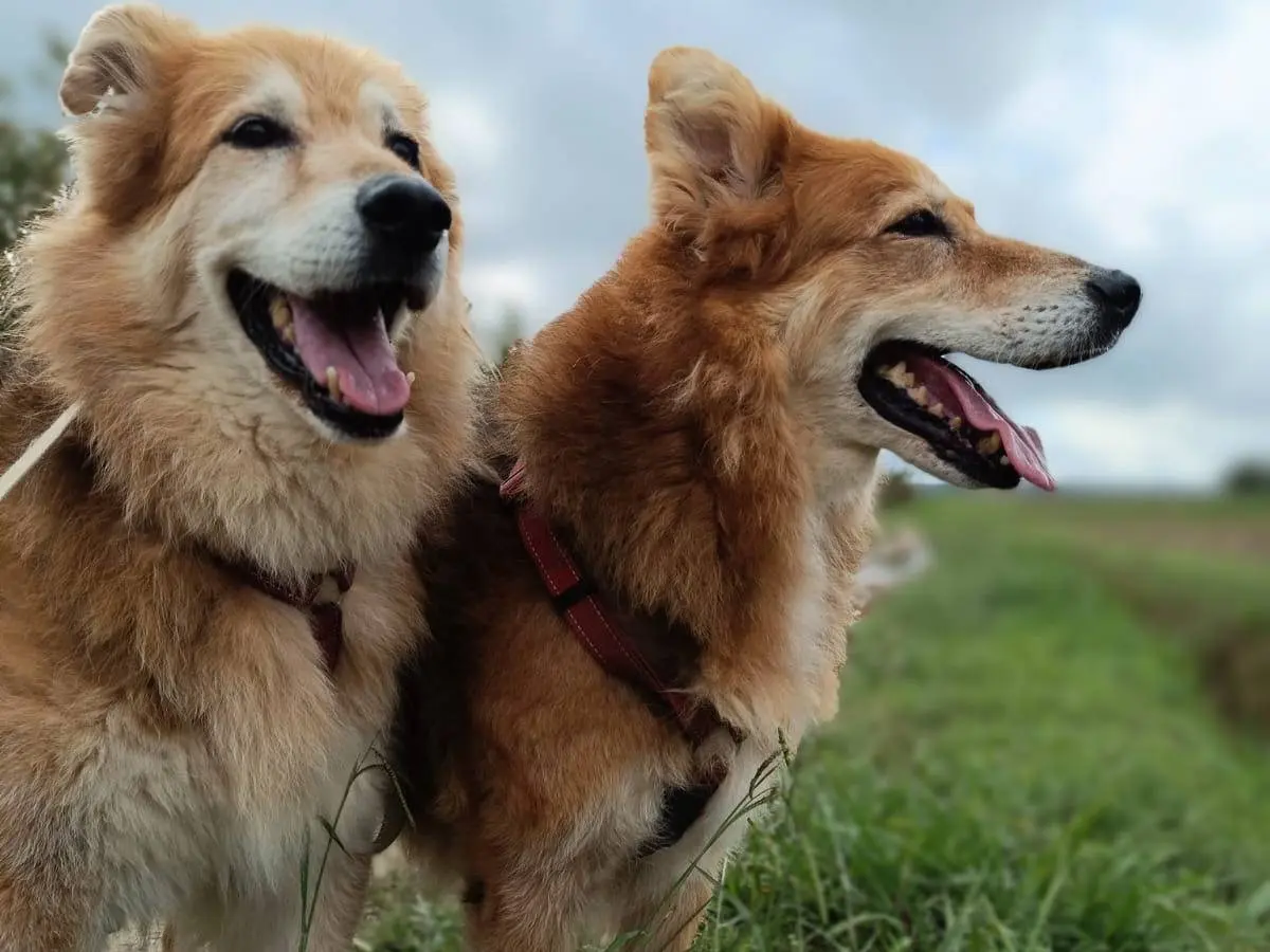 Adozione cane, femmina, Border Collie Razza sconosciuta, 15 anni e 4 mesi, taglia media, Pisa