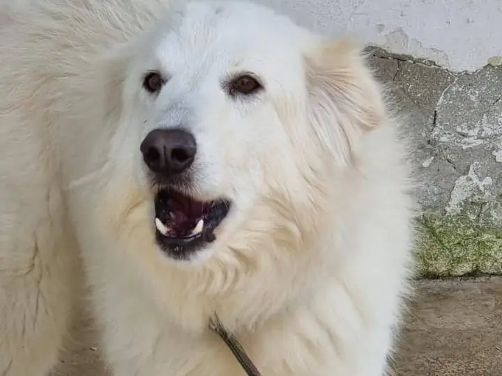 Adozione cane, femmina, Pastore maremmano Razza sconosciuta, 7 anni e 2 mesi, taglia gigante, Caserta