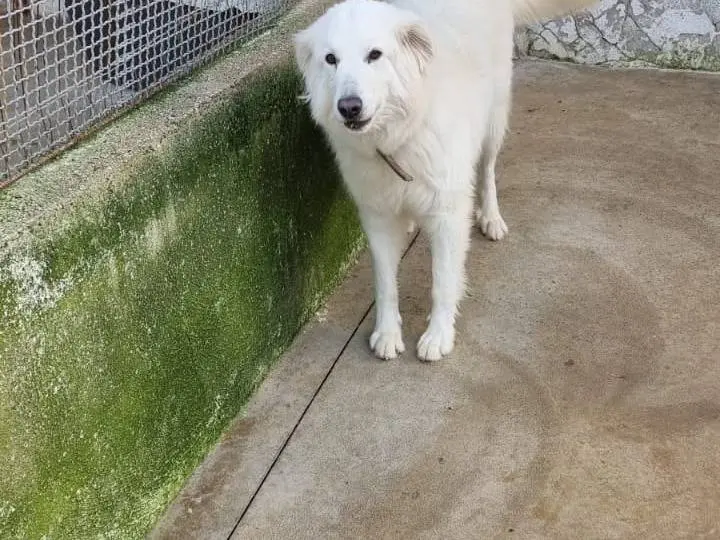 Adotta un cane, femmina, 7 anni e 2 mesi, Caserta