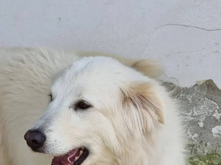 Vuoi adottare un cane a Caserta?