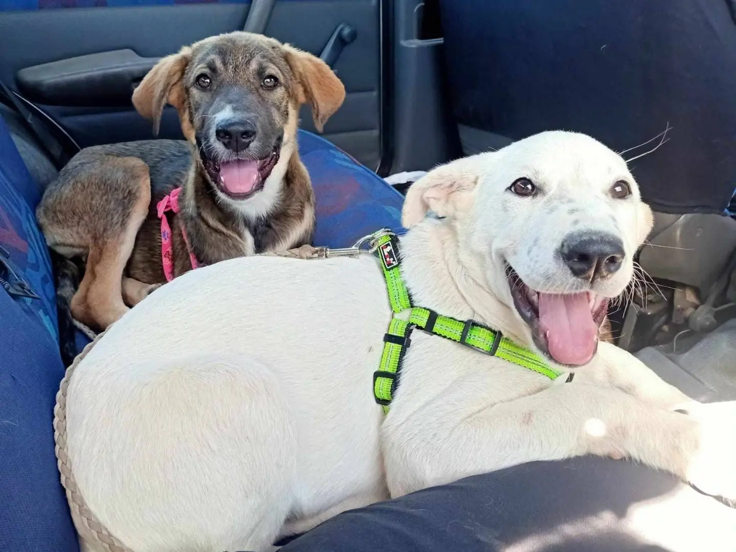 Vuoi adottare un cane a Catania?