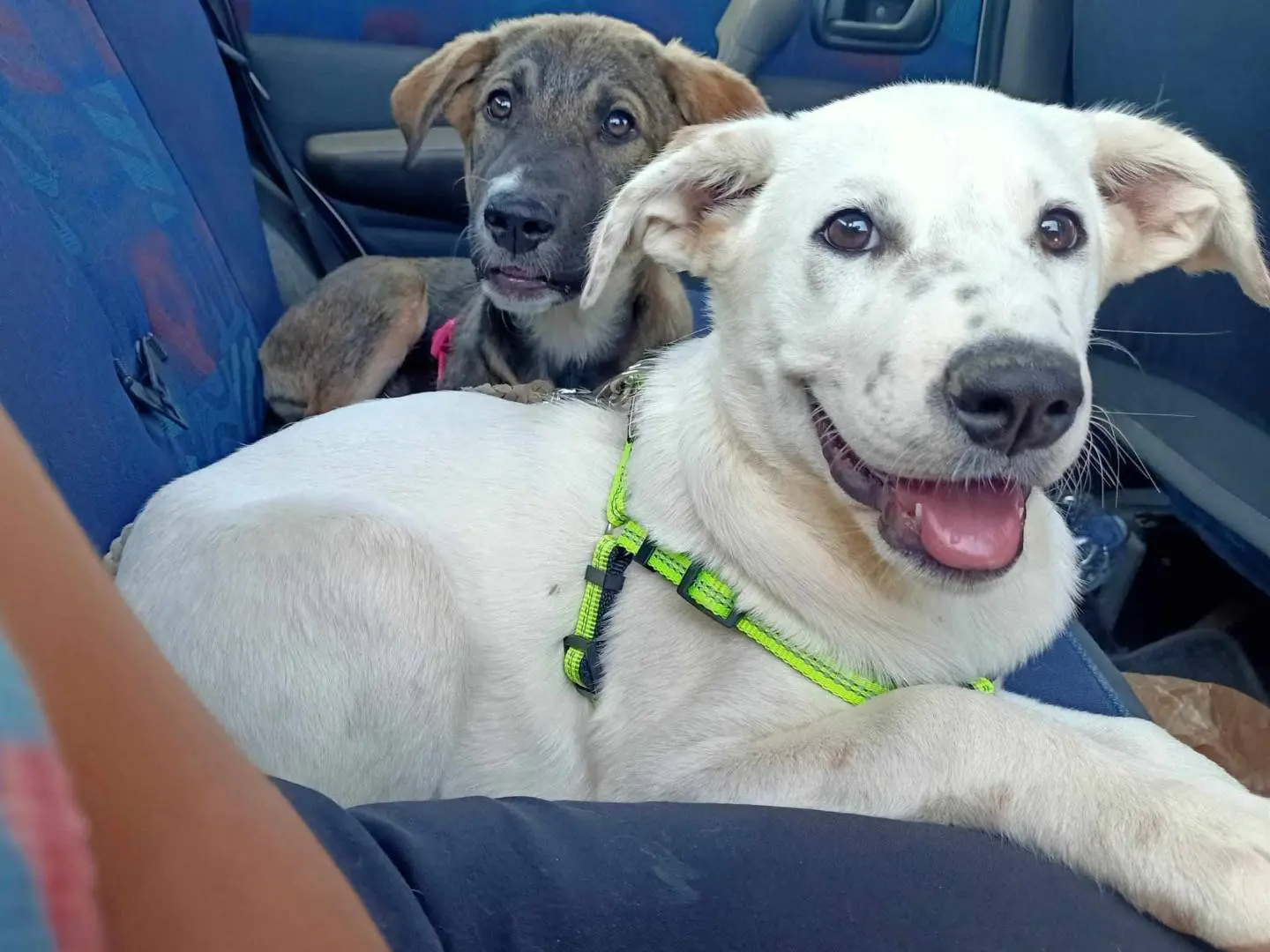 Adotta un cane, taglia grande, femmina, Catania