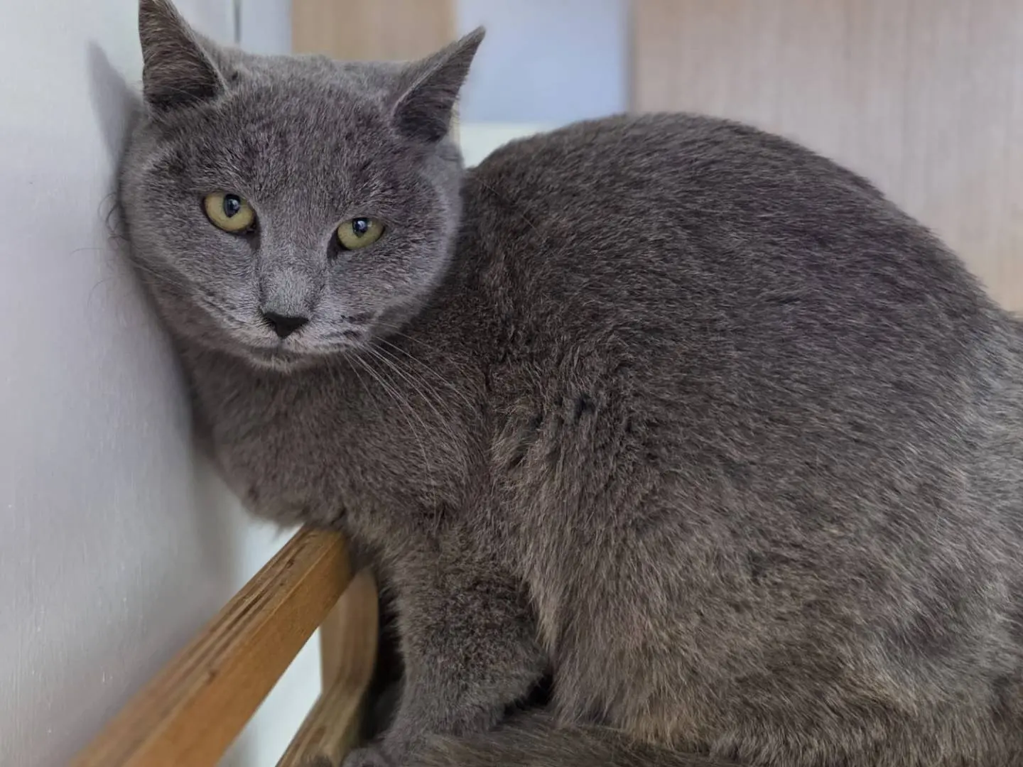 Adozione gatto, femmina, Razza sconosciuta Razza sconosciuta, 1 anno e 9 mesi, taglia non valida, Roma