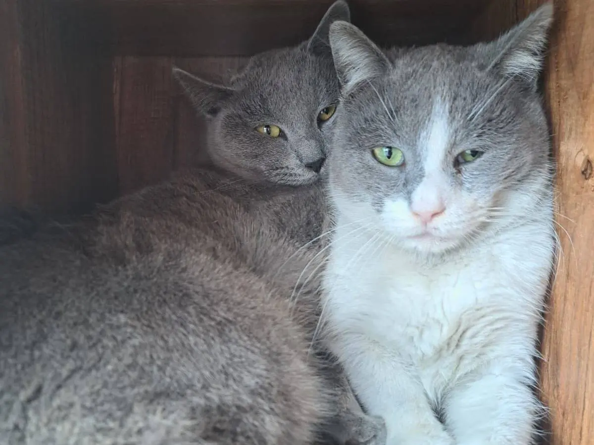 Adotta un gatto, femmina, 1 anno e 9 mesi, Roma