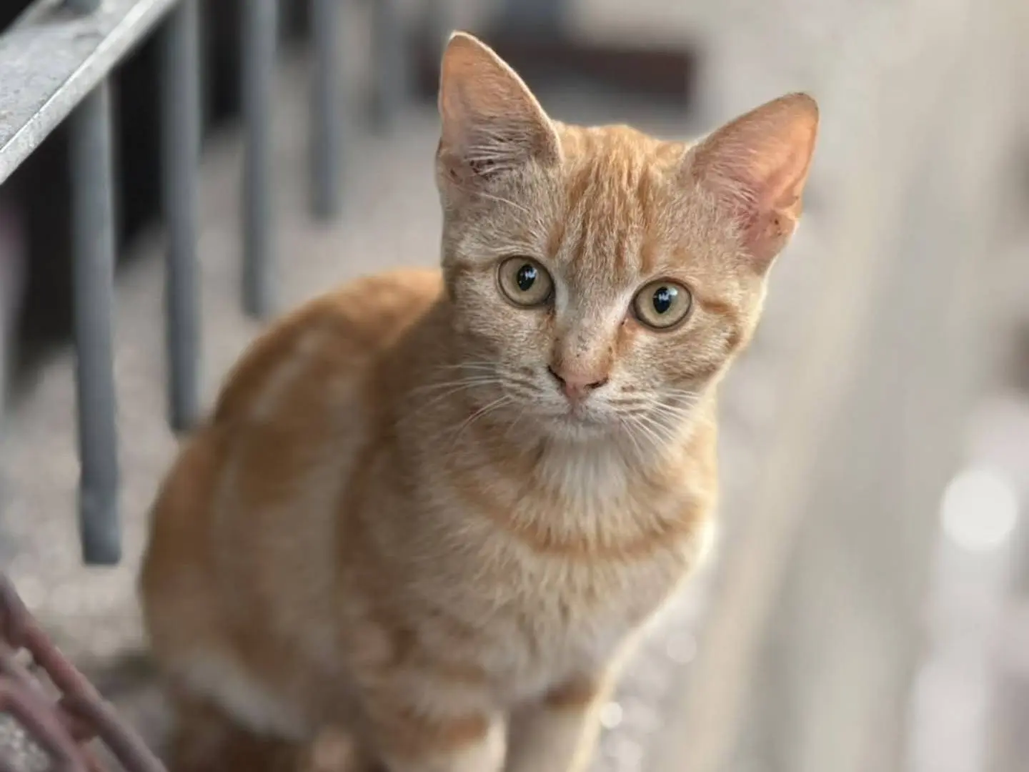 Adozione gatto, femmina, Razza sconosciuta Razza sconosciuta, 3 mesi, taglia non valida, Napoli