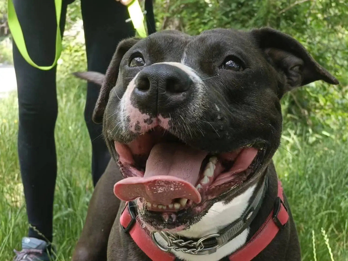 Adozione cane, femmina, Pitbull, 5 anni e 9 mesi, taglia grande, Genova