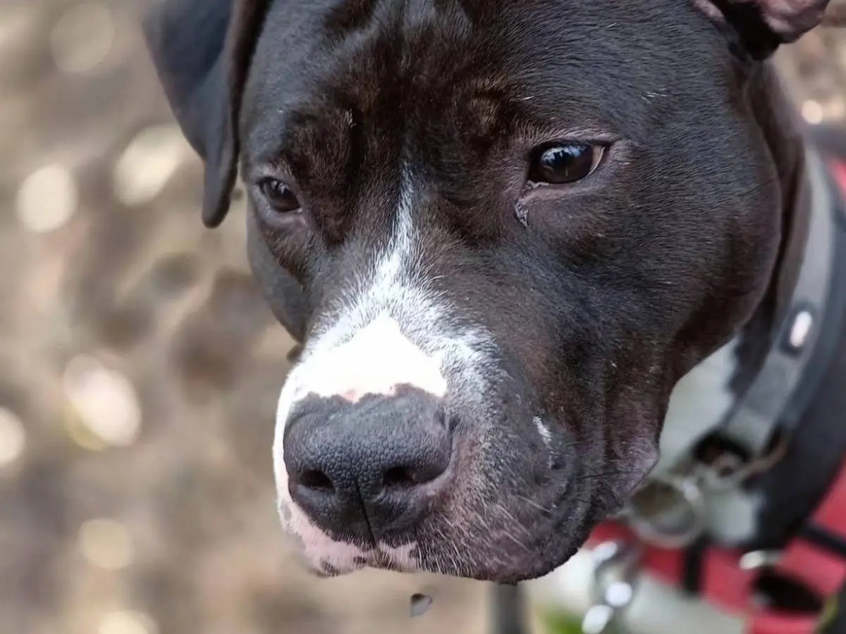 Adotta un cane, taglia grande, femmina, Genova