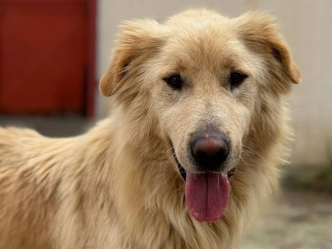 Adotta un cane, taglia media, femmina, Varese