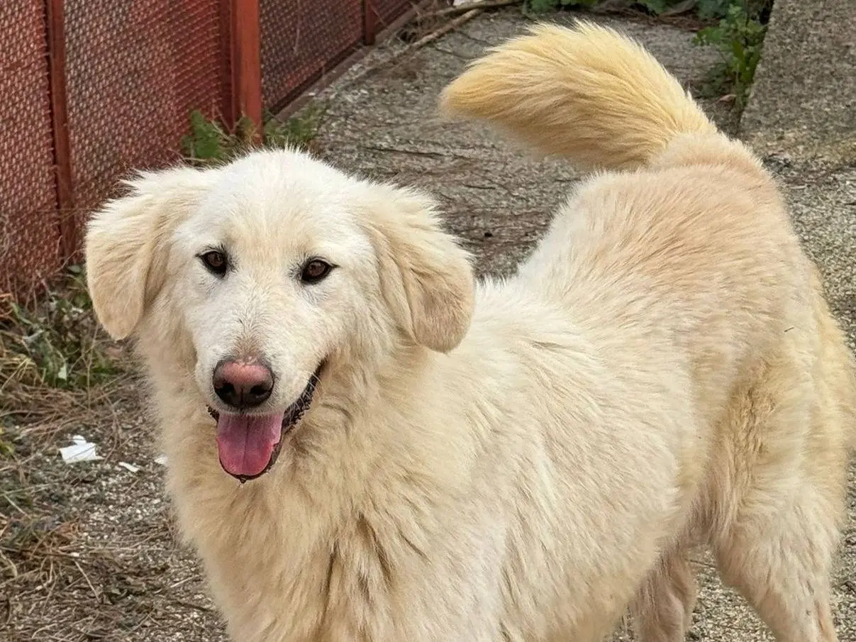 Adotta un cane, femmina, 2 anni e 9 mesi, Varese
