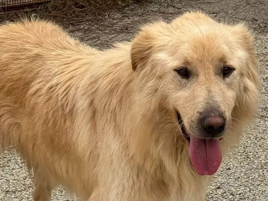 Adotta il cane WhiskyBianca a Varese