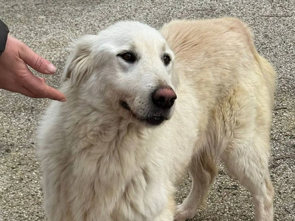 Vuoi adottare un cane a Varese?