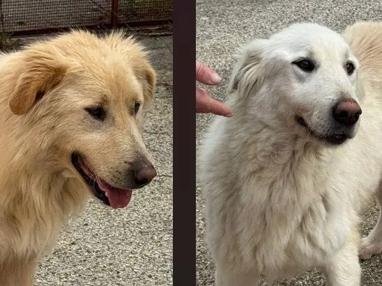 Adozione cane, femmina, Razza sconosciuta Razza sconosciuta, 2 anni e 9 mesi, taglia media, Varese