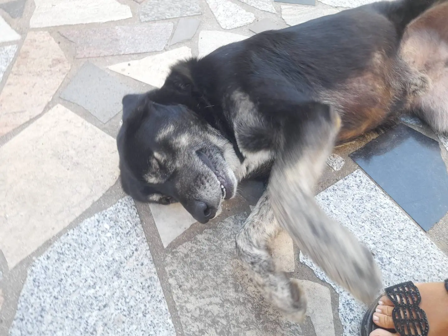 Vuoi adottare un cane a Cosenza?