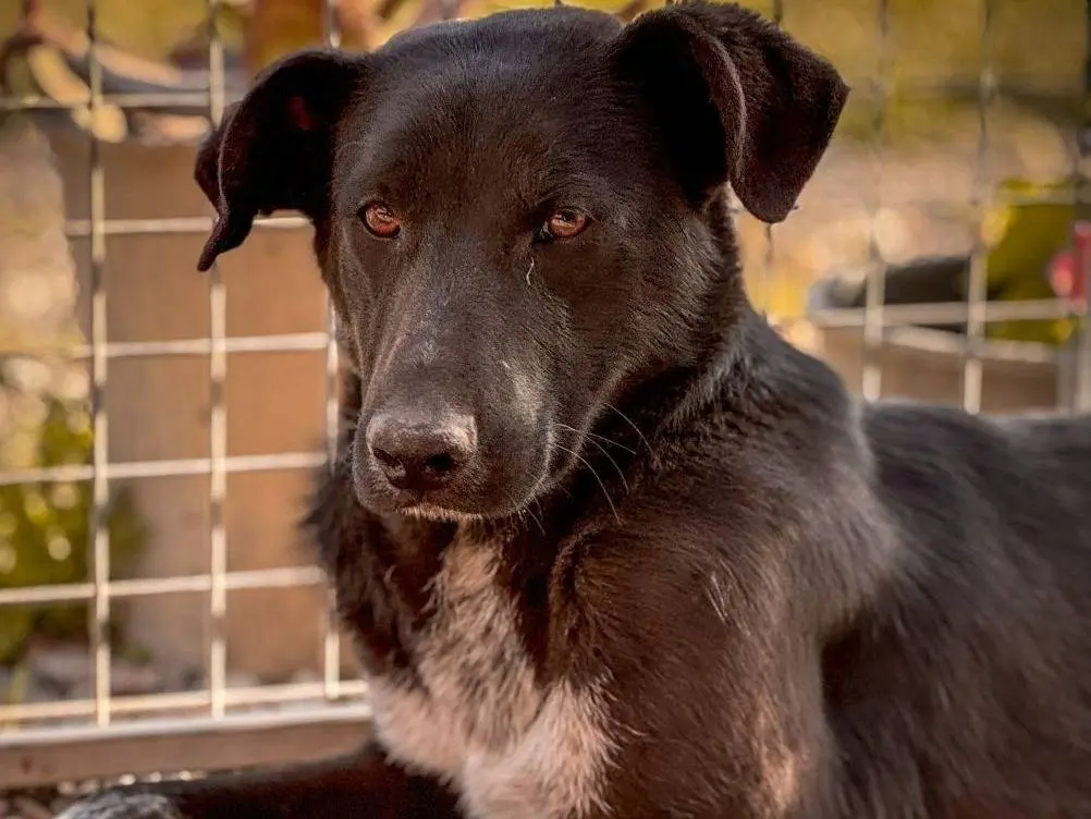 Adozione cane, maschio, Razza sconosciuta Razza sconosciuta, 2 anni e 3 mesi, taglia media contenuta, Crotone