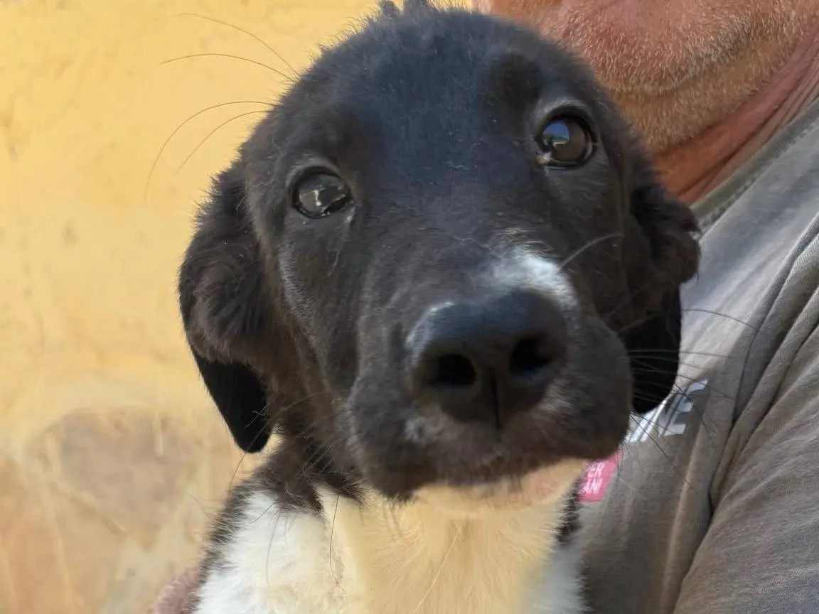 Adozione cane, maschio, Razza sconosciuta Razza sconosciuta, 7 mesi, taglia media, Matera