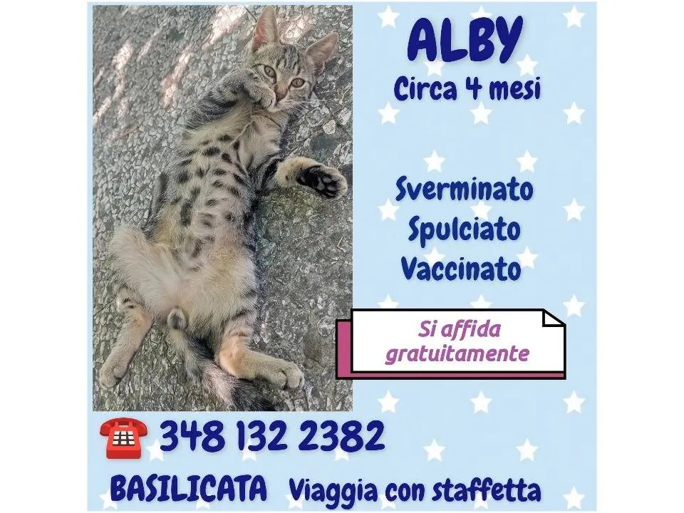 Foto 2 dell'animale