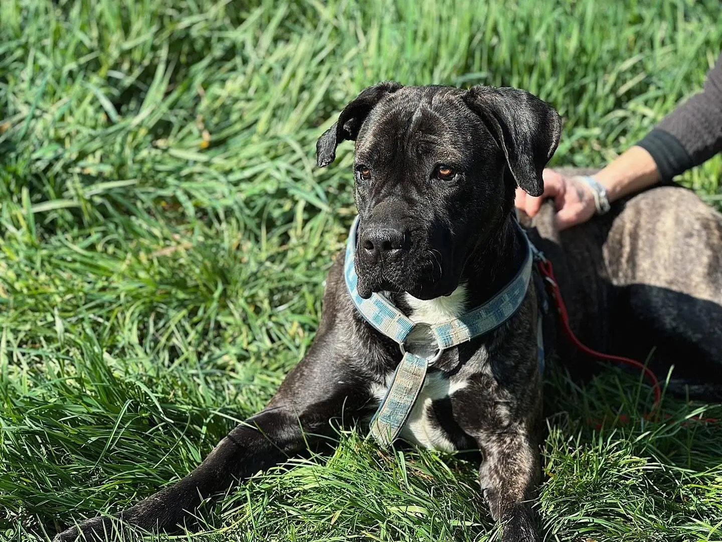 Adotta un cane, femmina, 3 anni e 3 mesi, Bologna