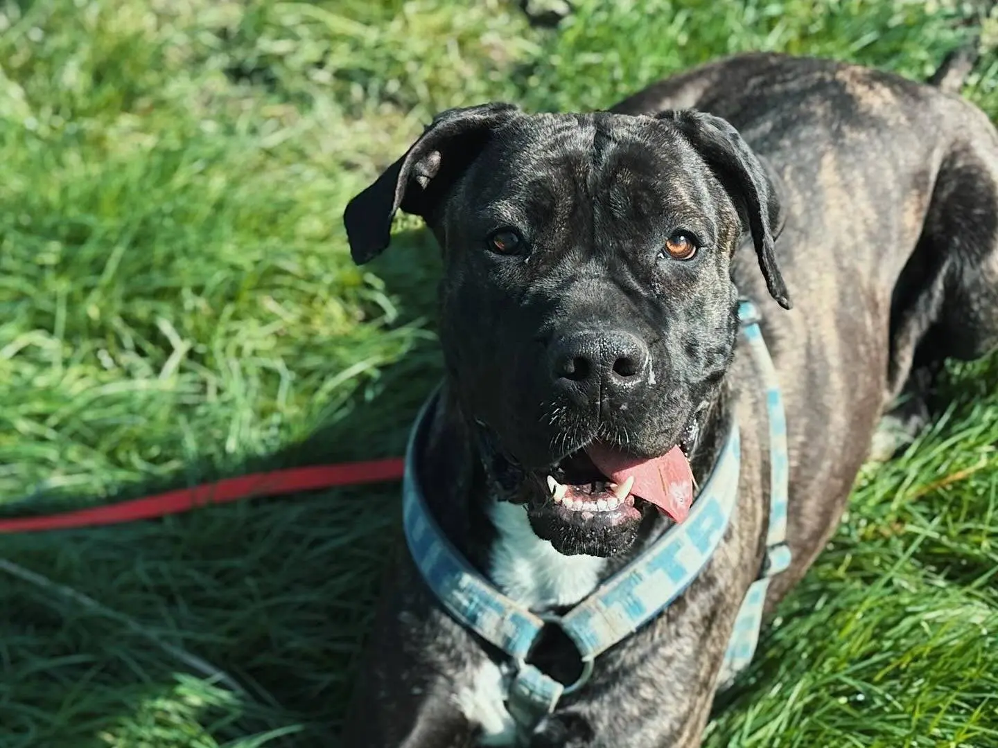 Adozione cane, femmina, Corso Razza sconosciuta, 3 anni e 3 mesi, taglia gigante, Bologna
