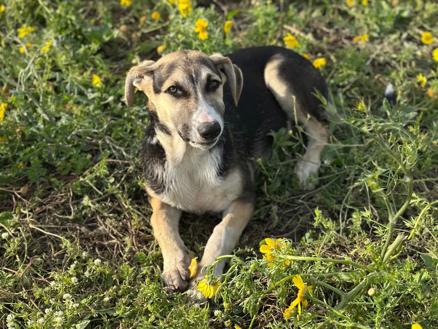Adotta il cane Spillo a Siracusa