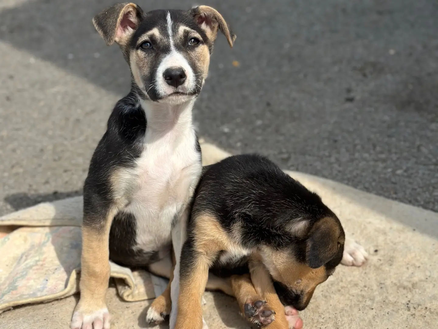 Vuoi adottare un cane a Siracusa?