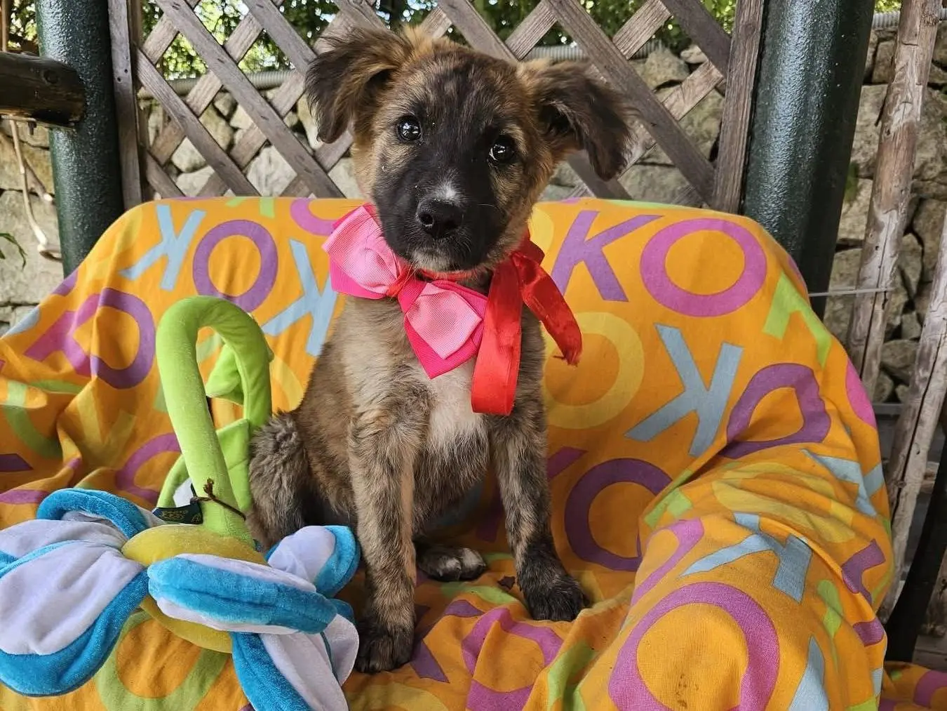 Adozione cane, femmina, Razza sconosciuta Razza sconosciuta, 8 mesi, taglia media, Siracusa