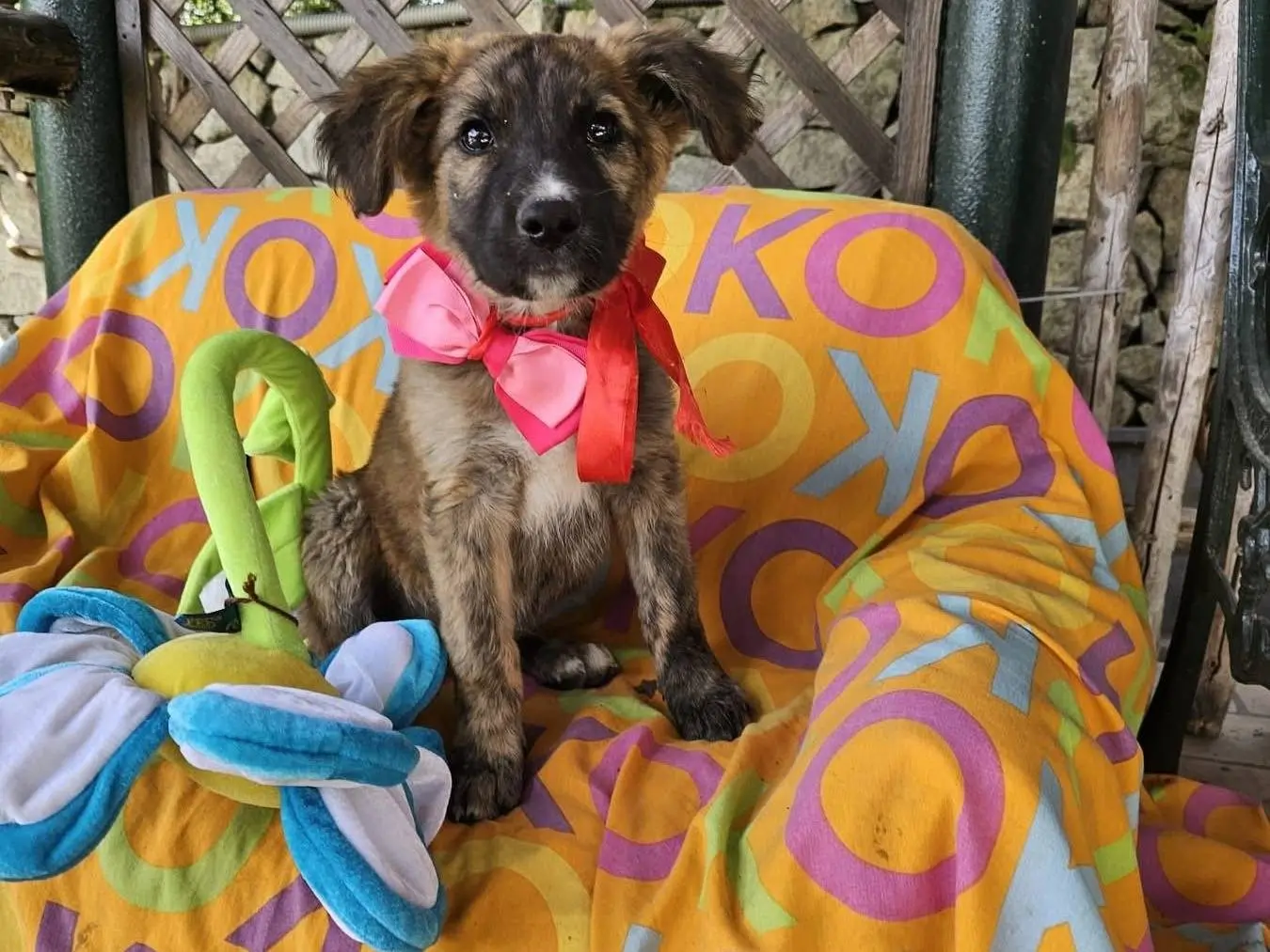 Adotta un cane, femmina, 8 mesi, Siracusa