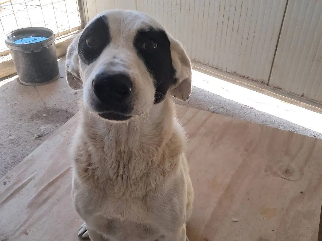 Adozione cane, maschio, Razza sconosciuta Razza sconosciuta, 2 anni e 10 mesi, taglia grande, Caserta