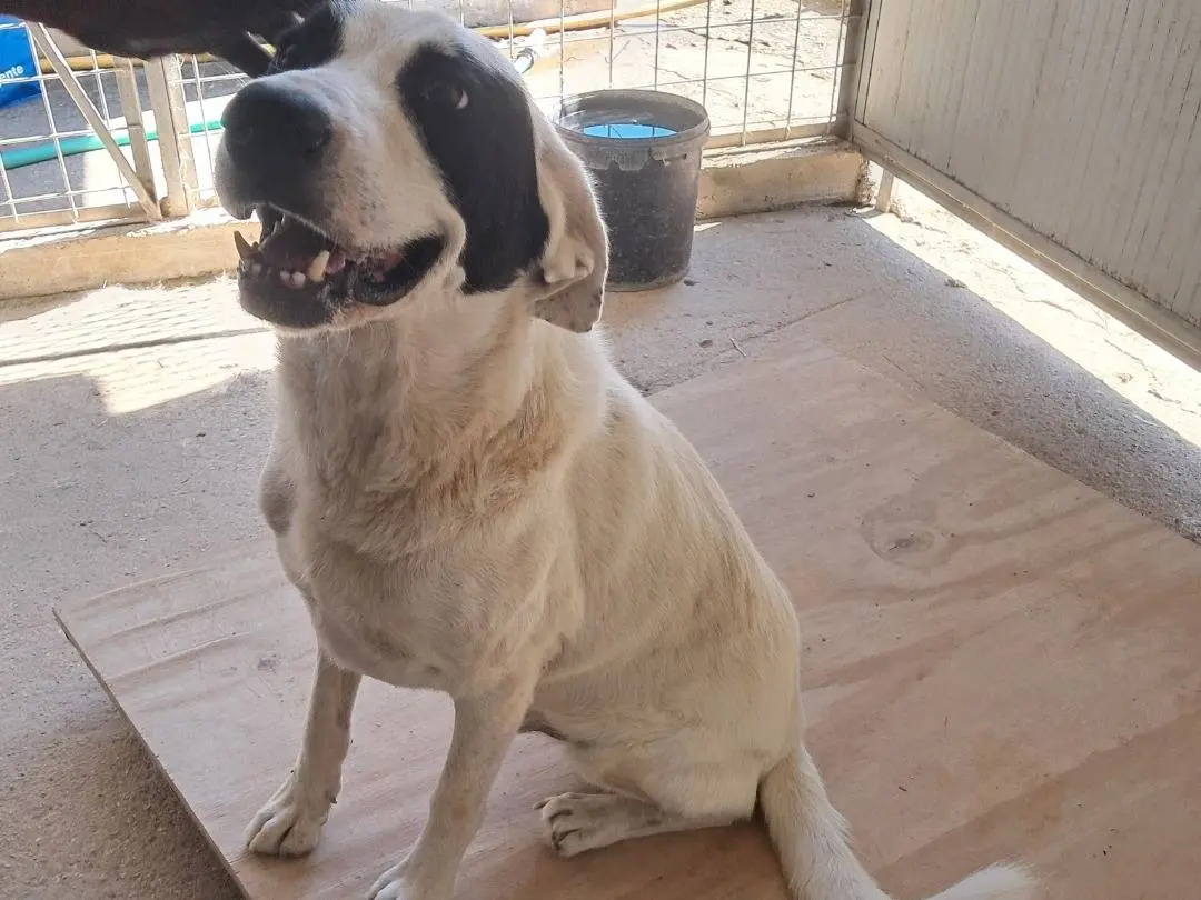 Adotta un cane, maschio, 2 anni e 10 mesi, Caserta