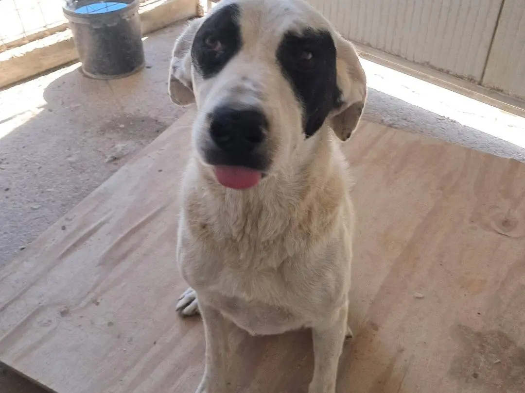 Adotta un cane, taglia grande, maschio, Caserta