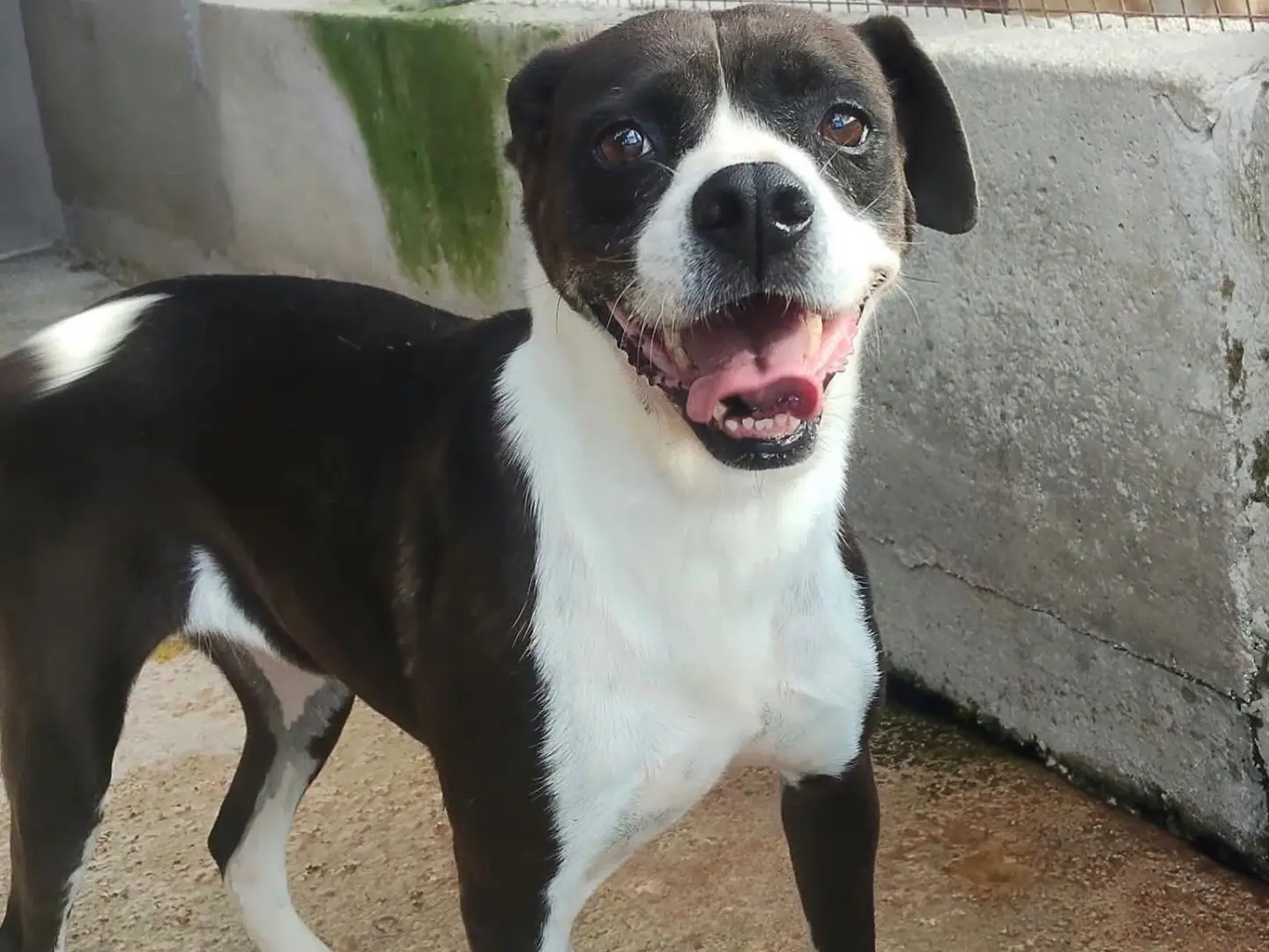 Adotta un cane, femmina, 3 anni e 4 mesi, Latina